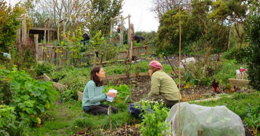 Town Council agrees nature-friendly allotments policy