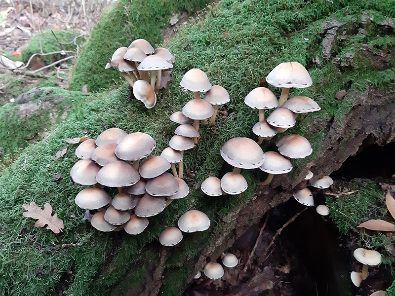 Read more about the article Calling all local fungi experts
