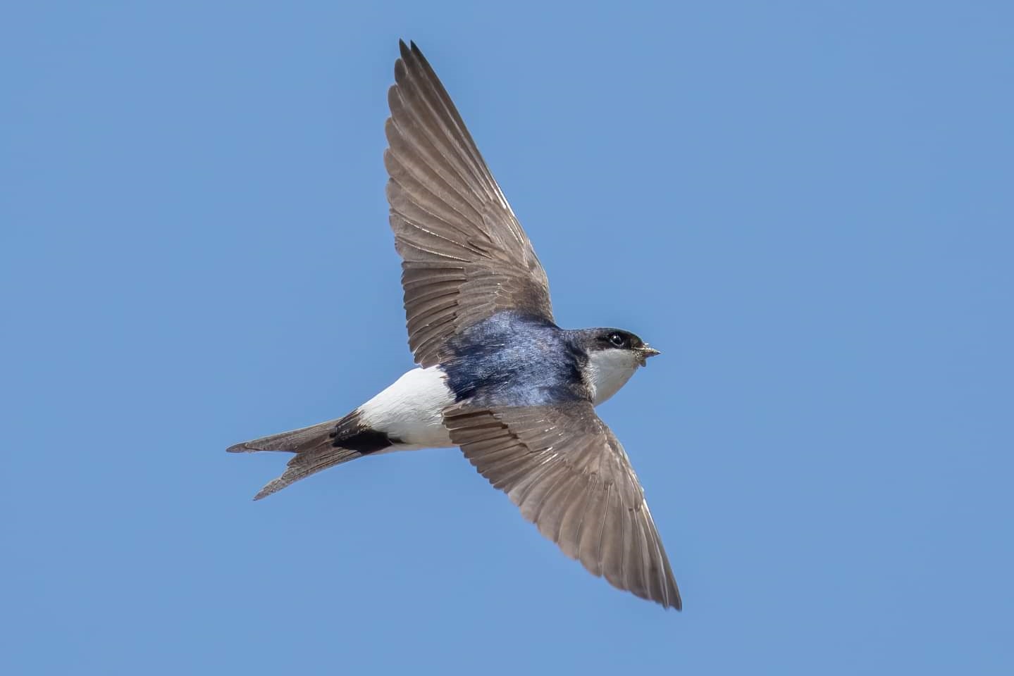 Read more about the article Can you host a House Martin cup?