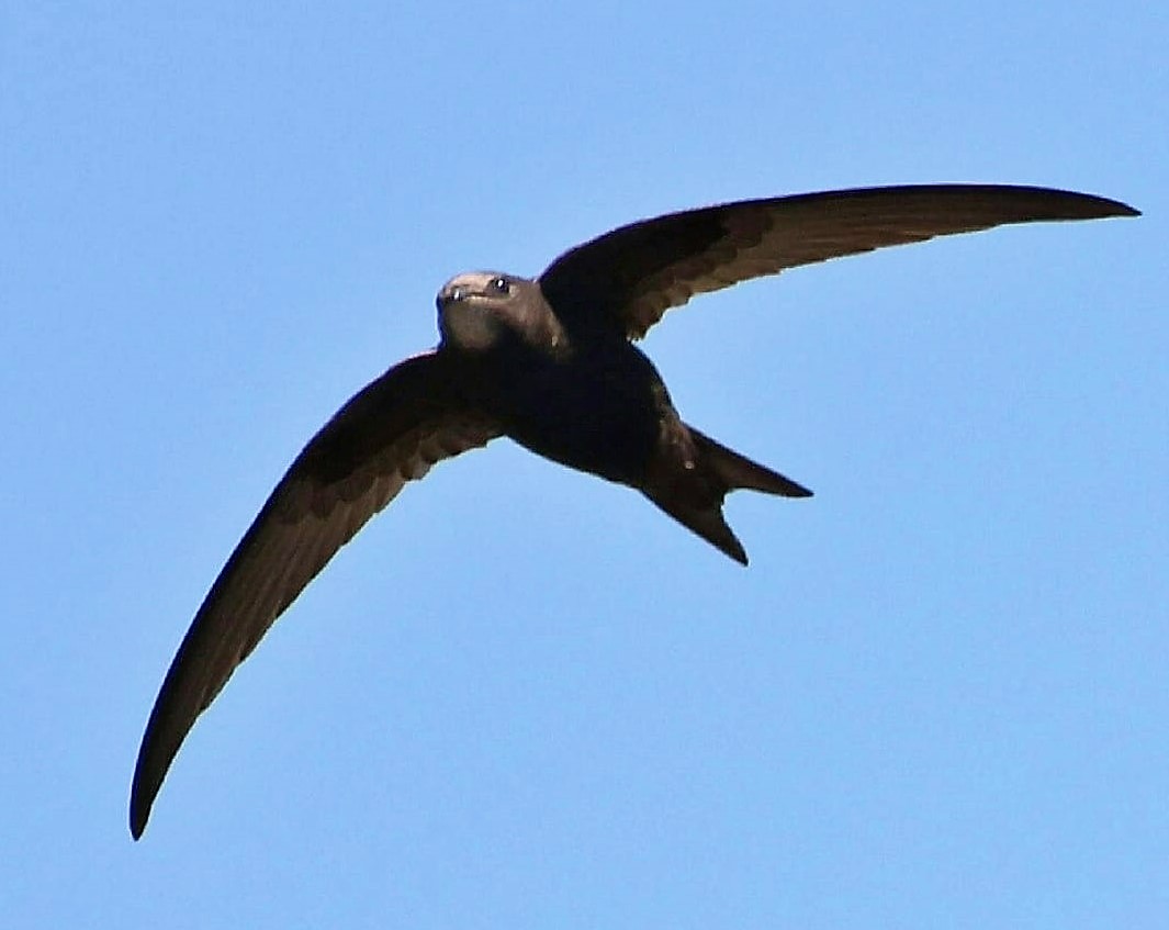 Read more about the article Celebrating Swifts