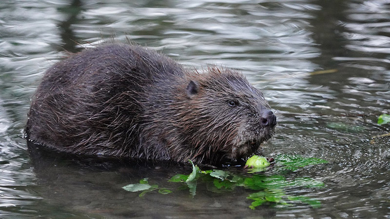 Read more about the article Help build the world’s first hand-made beaver lodge!