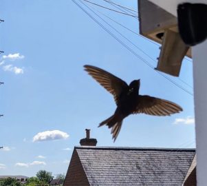 swift flying