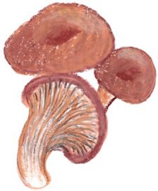oyster mushrooms