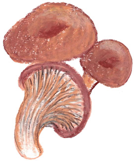 oyster mushrooms
