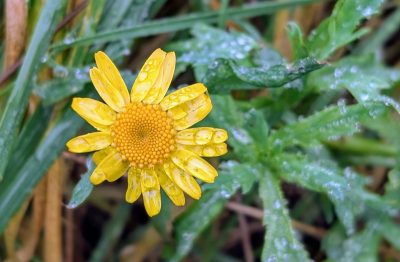corn marigold