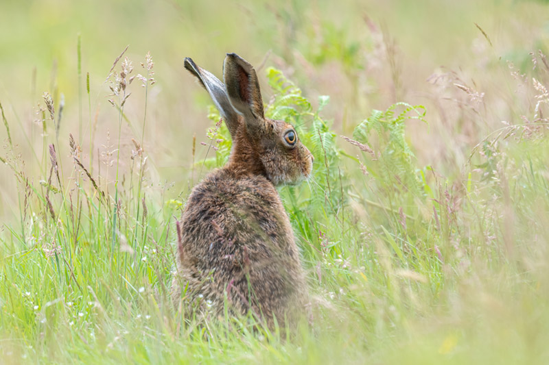 Hare, Caroline Legg Wikimedia commons