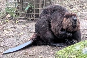 Beaver