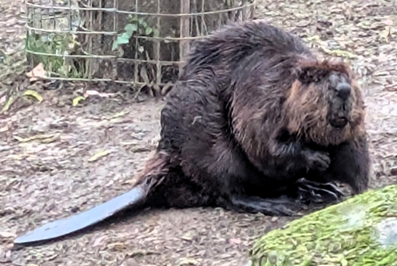 Beaver