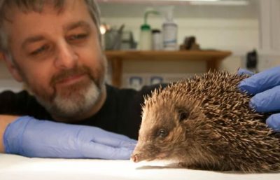 caring for a hedgehog