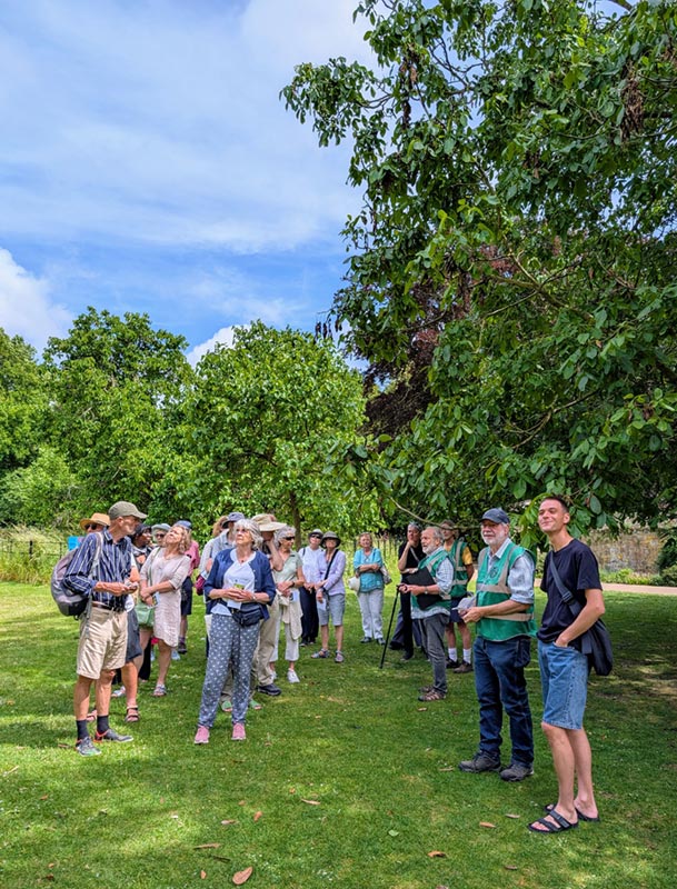 arboretum tree festival