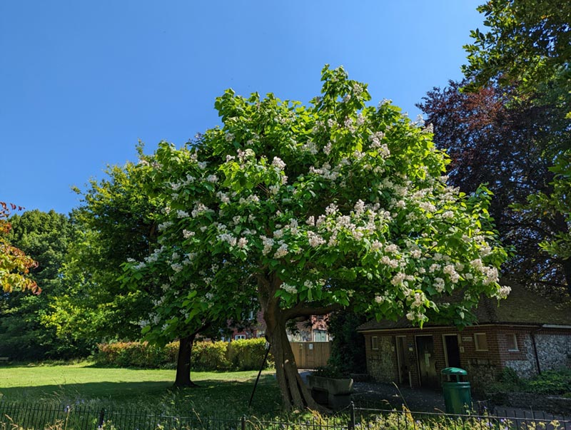 indian bean tree