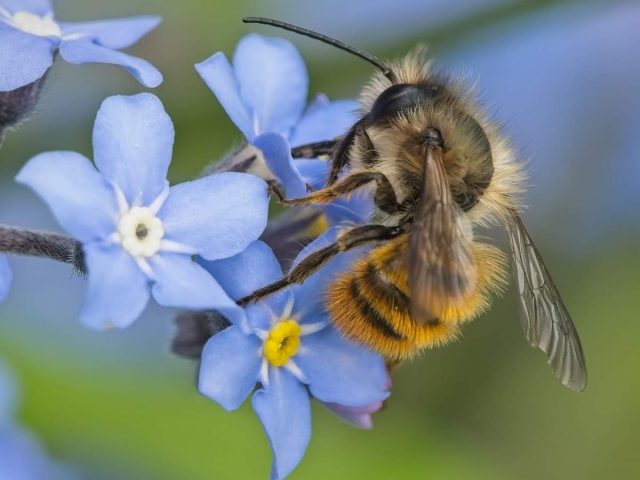 Bee on forget-me-not