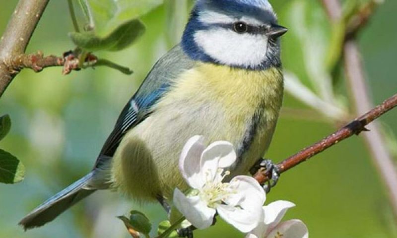 Blue-Tit-on-Crab-Apple-72
