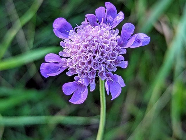 SMALL-SCABIOUS-72
